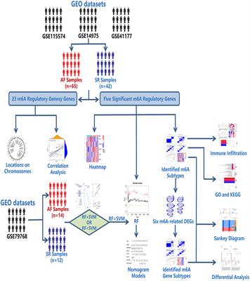 Analyses of m6A regulatory genes and subtype classification in atrial fibrillation